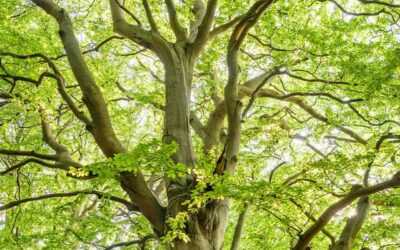 ¿Abrazar árboles reduce el cortisol?